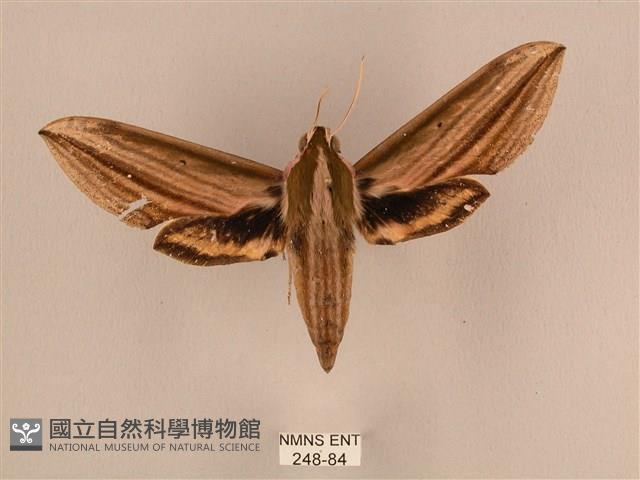 棕綠背線天蛾藏品圖，第1張