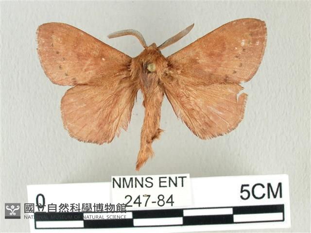 馬尾松枯葉蛾藏品圖，第1張