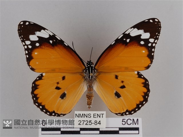 樺斑蝶藏品圖，第1張
