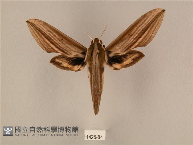 棕綠背線天蛾藏品圖，第1張