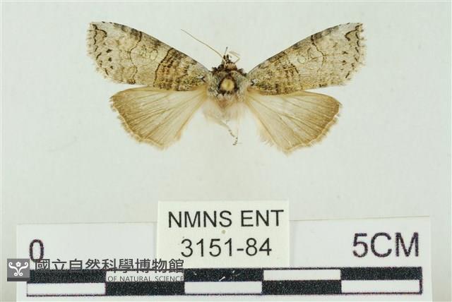 帶波紋蛾藏品圖，第1張