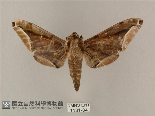 白點天蛾 藏品圖，第1張