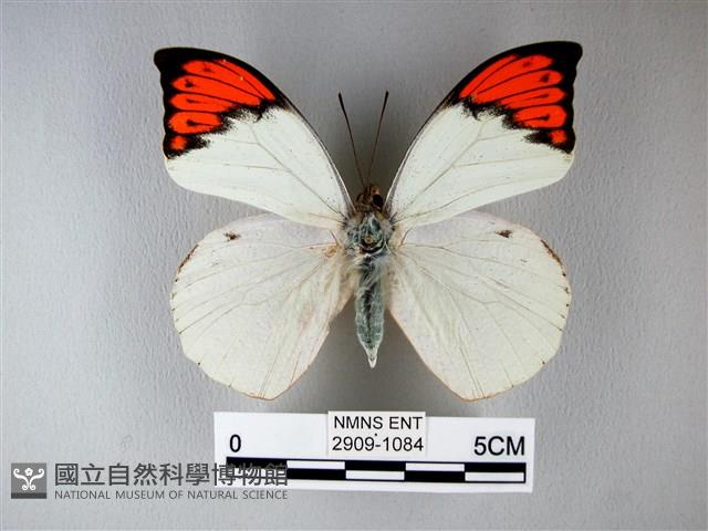 橙端粉蝶、端紅蝶藏品圖，第1張