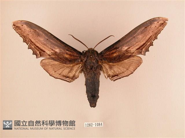 臺灣鋸翅天蛾藏品圖，第1張