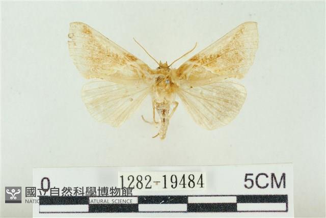 印華波紋蛾藏品圖，第1張