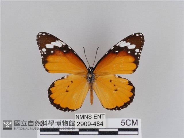 樺斑蝶藏品圖，第1張