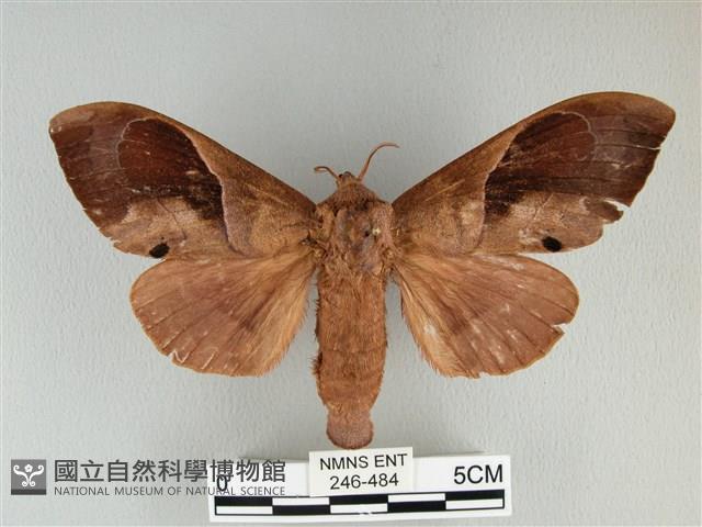 大褐斑枯葉蛾藏品圖，第1張