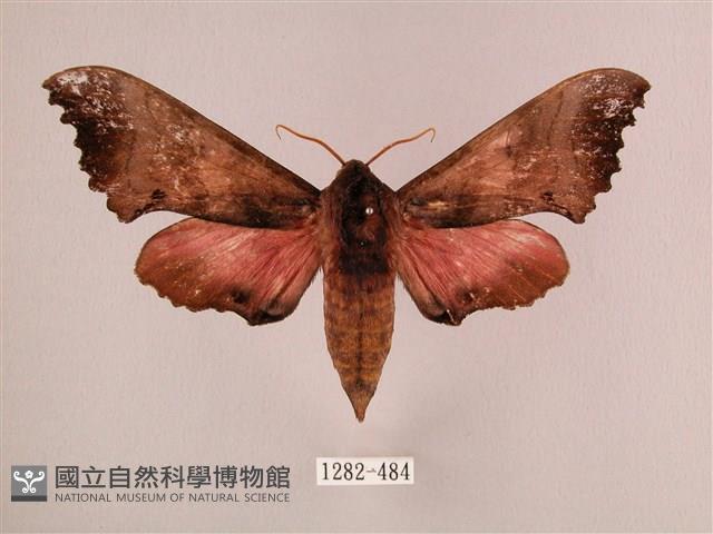 桃紅六點天蛾藏品圖，第1張