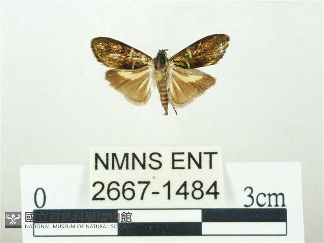 叉紋閃舞蛾藏品圖，第1張