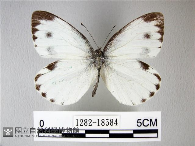 緣點白粉蝶藏品圖，第1張