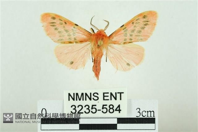 三條橙燈蛾藏品圖，第1張