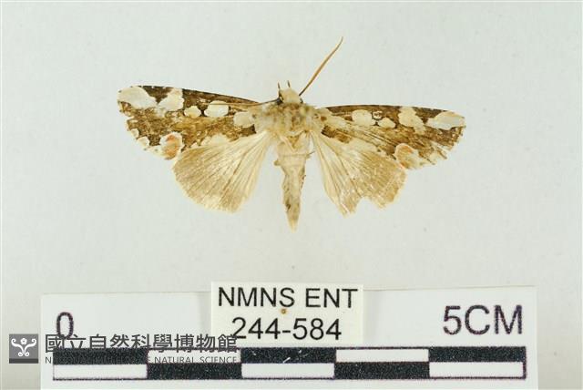 連珠波紋蛾藏品圖，第1張