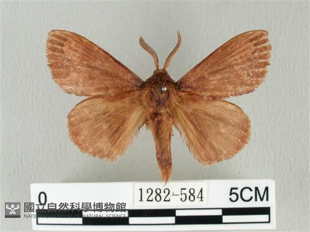 馬尾松枯葉蛾藏品圖，第1張