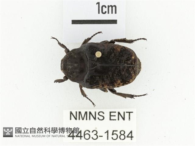 橙斑花金龜藏品圖，第1張