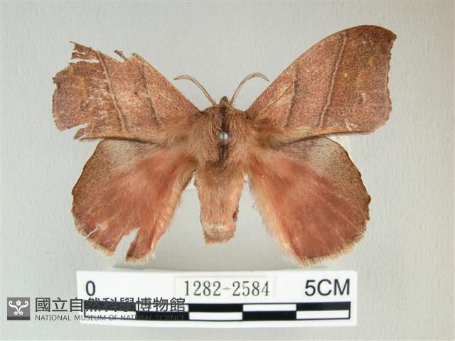 埔里雙線枯葉蛾藏品圖，第1張