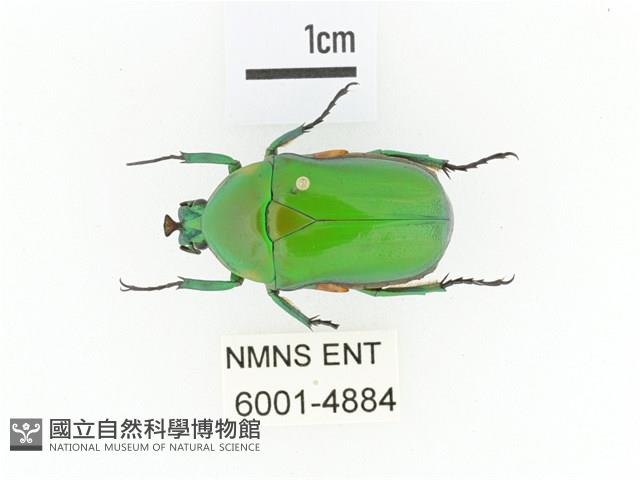 小扇角金龜藏品圖，第1張