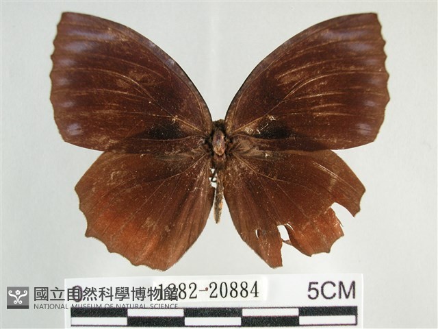 藍紋鋸眼蝶藏品圖，第1張
