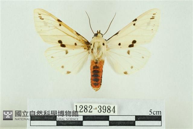 菊池污燈蛾藏品圖，第1張