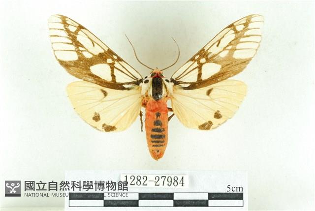 乳白斑燈蛾藏品圖，第1張