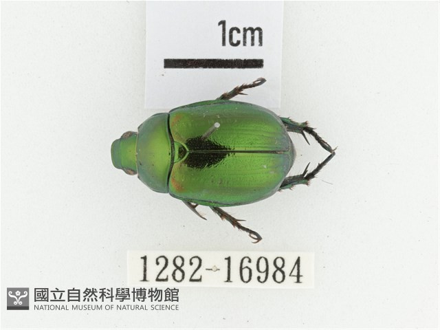 艷金龜藏品圖，第1張