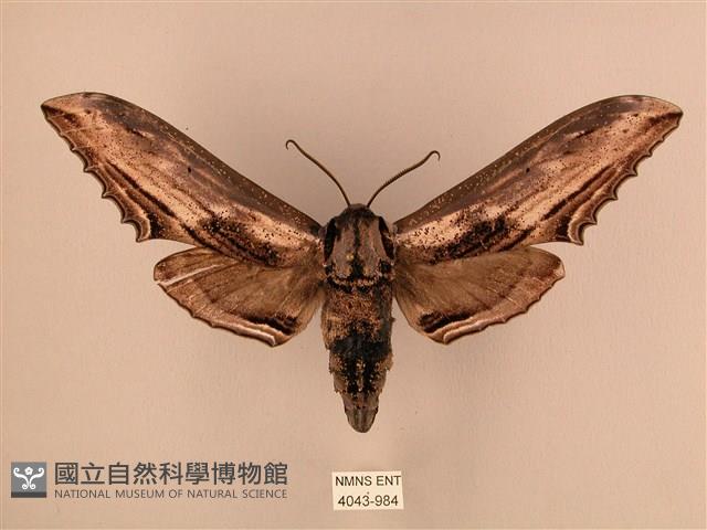 臺灣鋸翅天蛾藏品圖，第1張