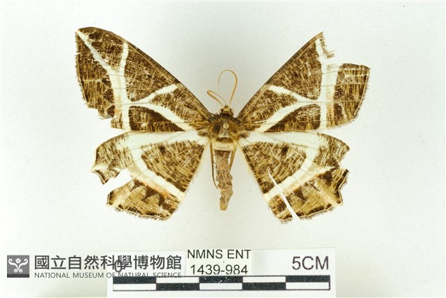 樹形尺蛾藏品圖，第1張