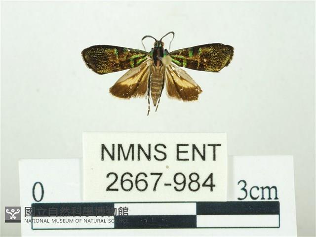 叉紋閃舞蛾藏品圖，第1張