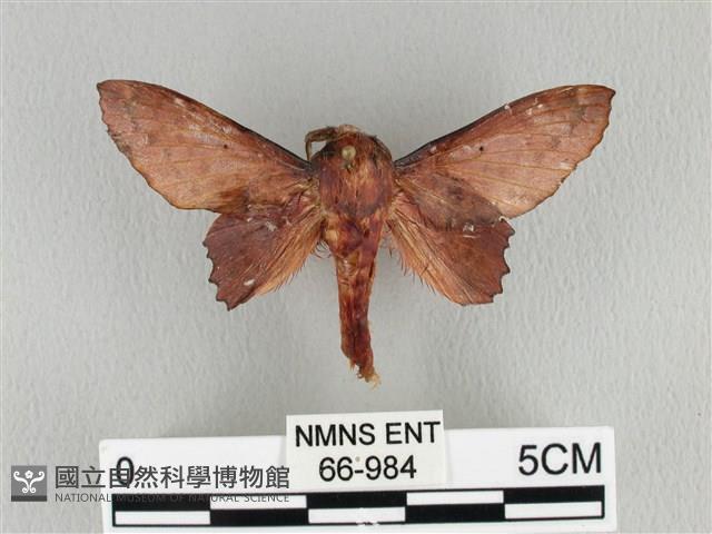 臺灣枯葉蛾藏品圖，第1張