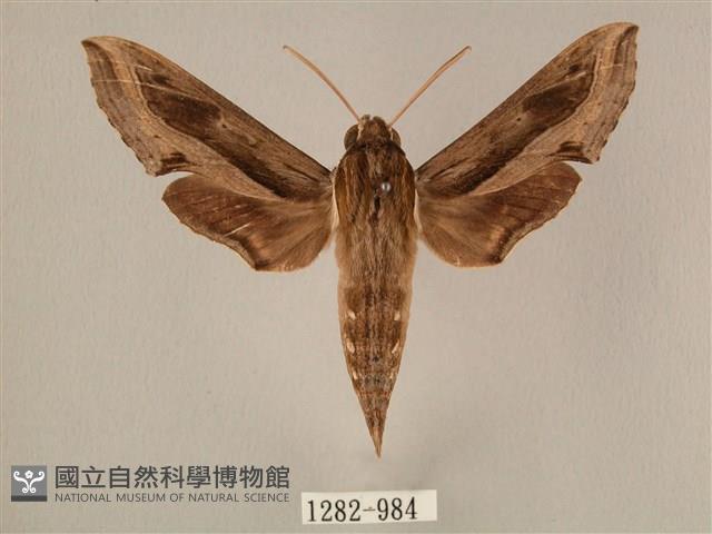 斜線天蛾藏品圖，第1張