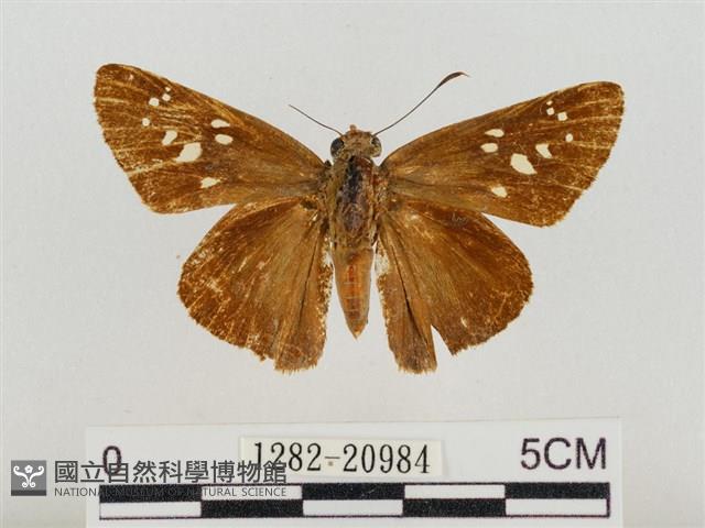 巨褐弄蝶藏品圖，第1張