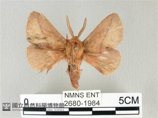 褐斜帶枯葉蛾藏品圖，第1張