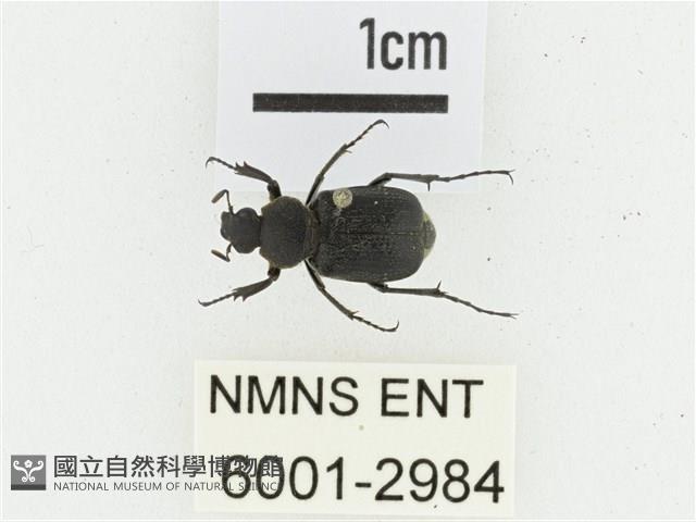 黑虎斑花金龜藏品圖，第1張