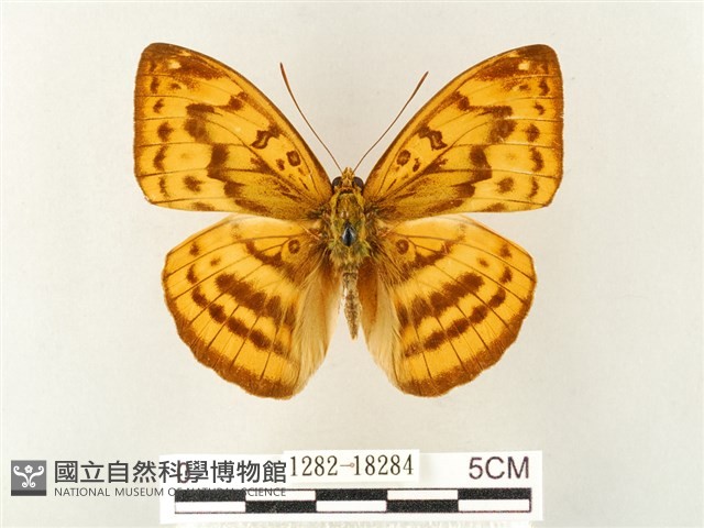 瑙蛺蝶藏品圖，第1張