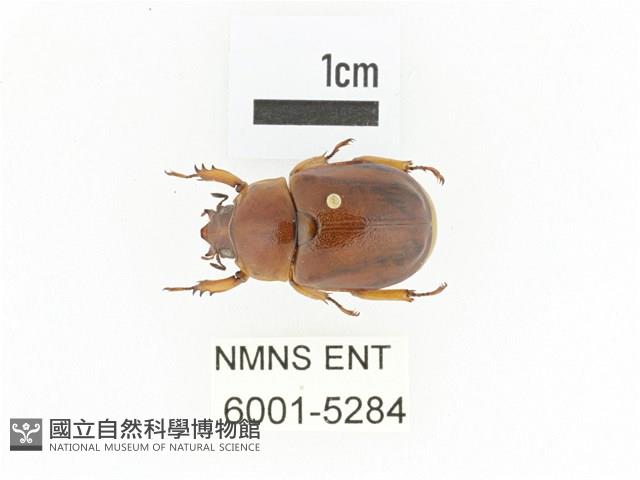 臺灣鍬形金龜藏品圖，第1張