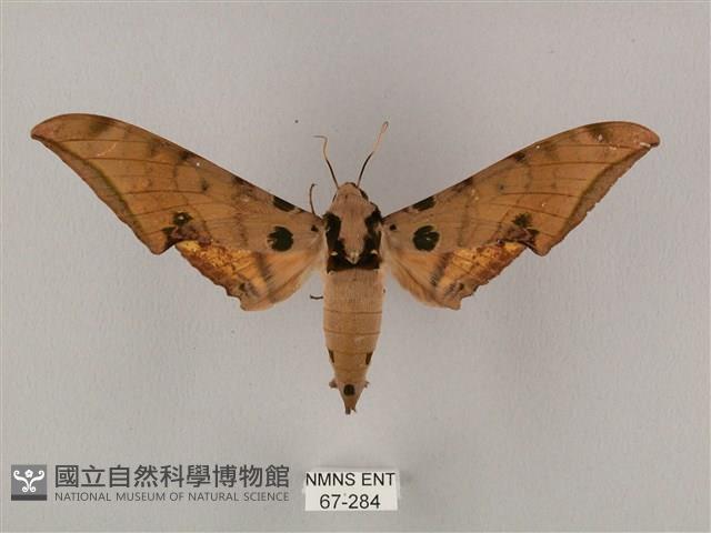 裂斑鷹翅天蛾藏品圖，第1張