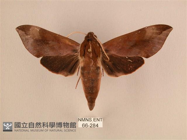 背中白天蛾藏品圖，第1張