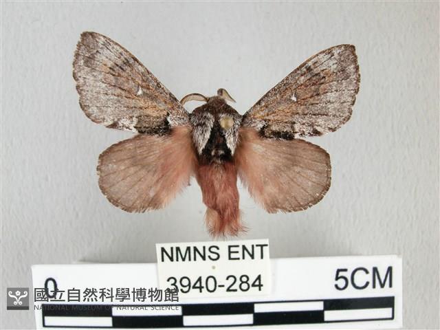 銀肩枯葉蛾藏品圖，第1張