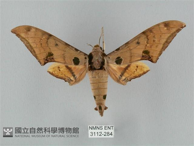 裂斑鷹翅天蛾藏品圖，第1張