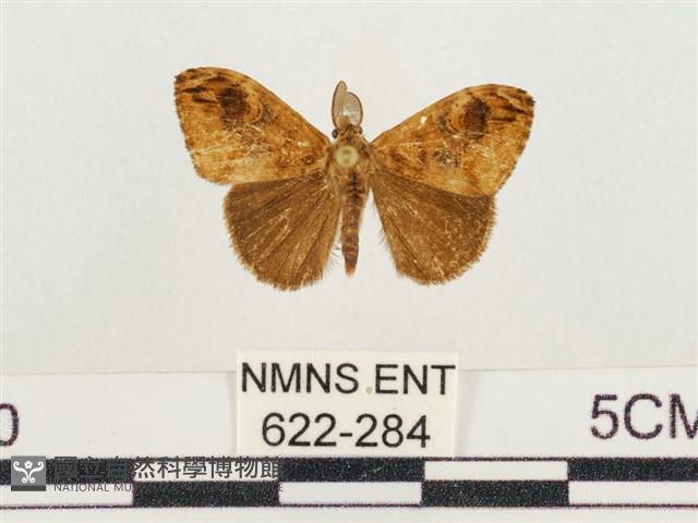 小白紋毒蛾藏品圖，第1張