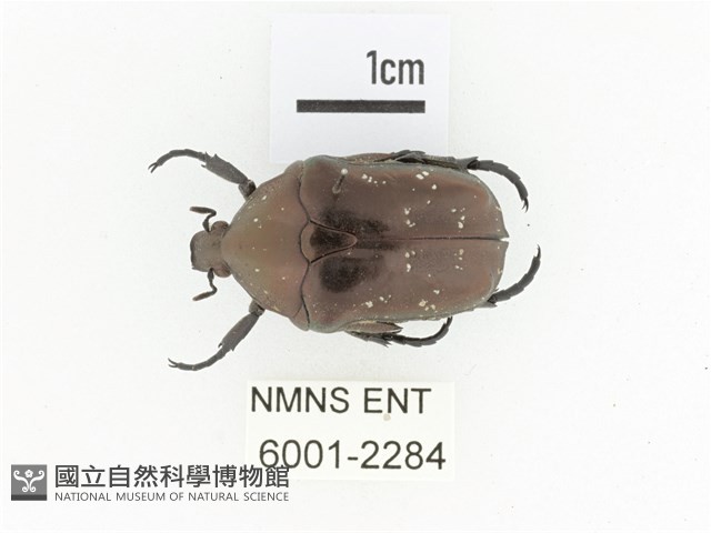 銅艷白點花金龜藏品圖，第1張