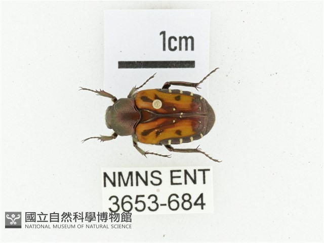 黑斑陷紋金龜藏品圖，第1張