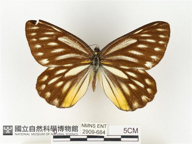 條斑豔粉蝶藏品圖，第1張