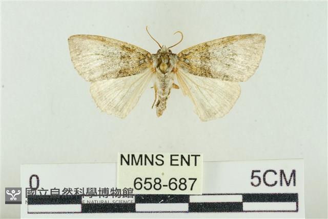 臺灣銀斑異波紋蛾藏品圖，第1張