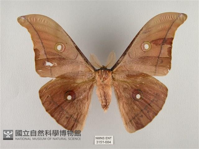 姬透目天蠶蛾藏品圖，第1張