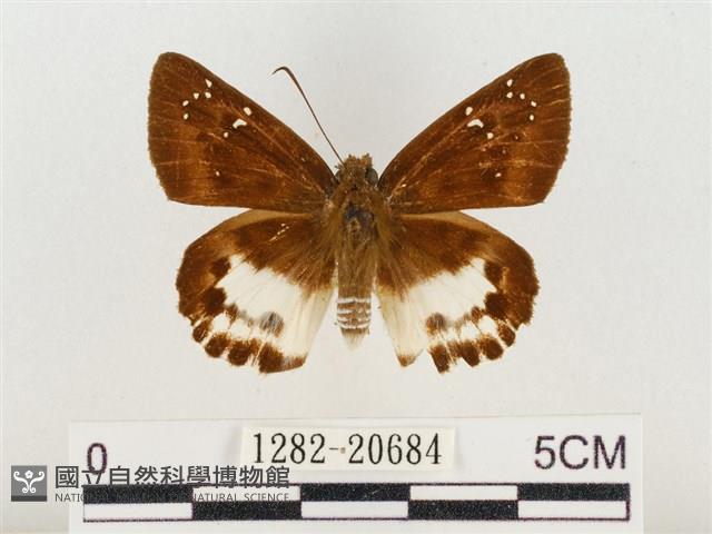 白裙弄蝶藏品圖，第1張