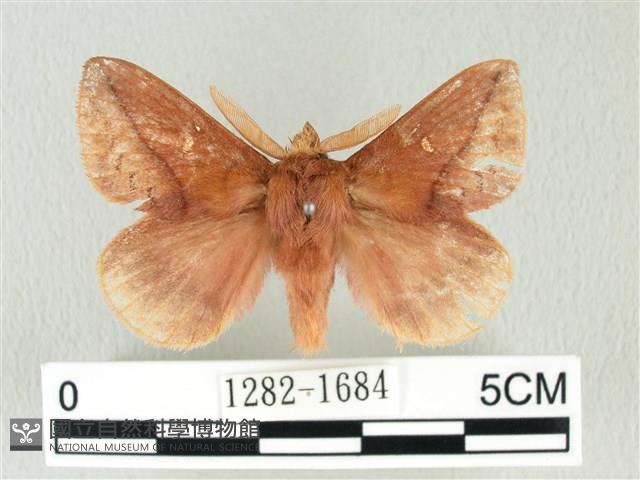褐斜帶枯葉蛾藏品圖，第1張
