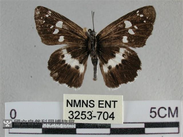 玉帶弄蝶藏品圖，第1張