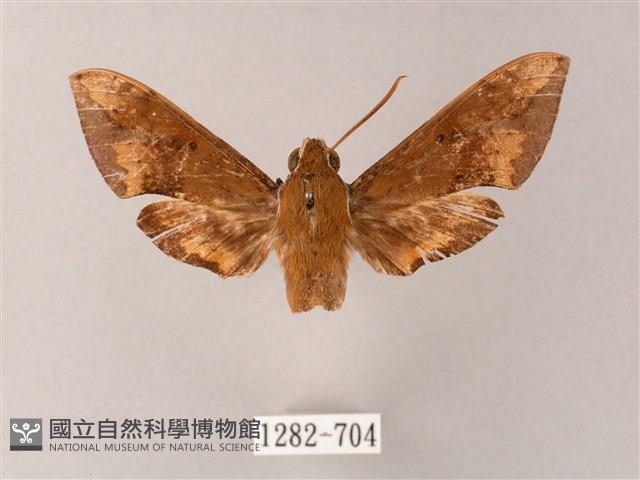 臺灣白肩天蛾藏品圖，第1張