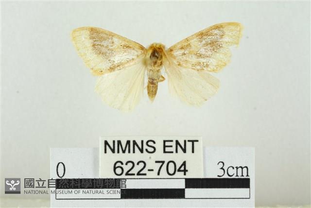 寬紋黃毒蛾藏品圖，第1張
