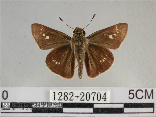 小稻弄蝶藏品圖，第1張